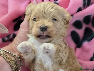 Maltipoo dogs Adorable Tiny Toy Maltipoo puppies 🐶 - Advert 7