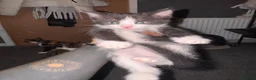 British Shorthair cats for sale: **** Beautiful Kittens**** - Advert 6