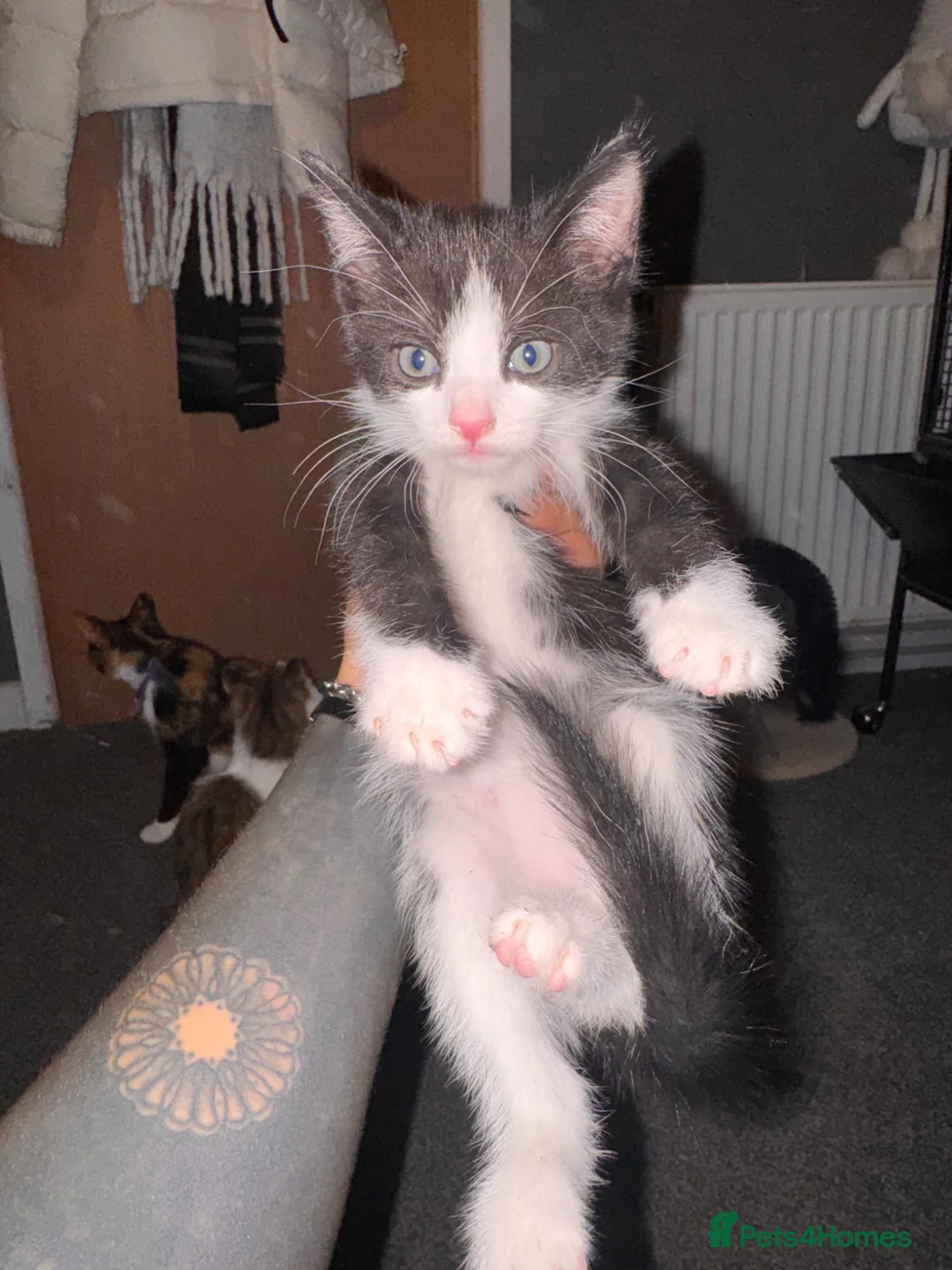 British Shorthair cats for sale: **** Beautiful Kittens**** - Advert 6