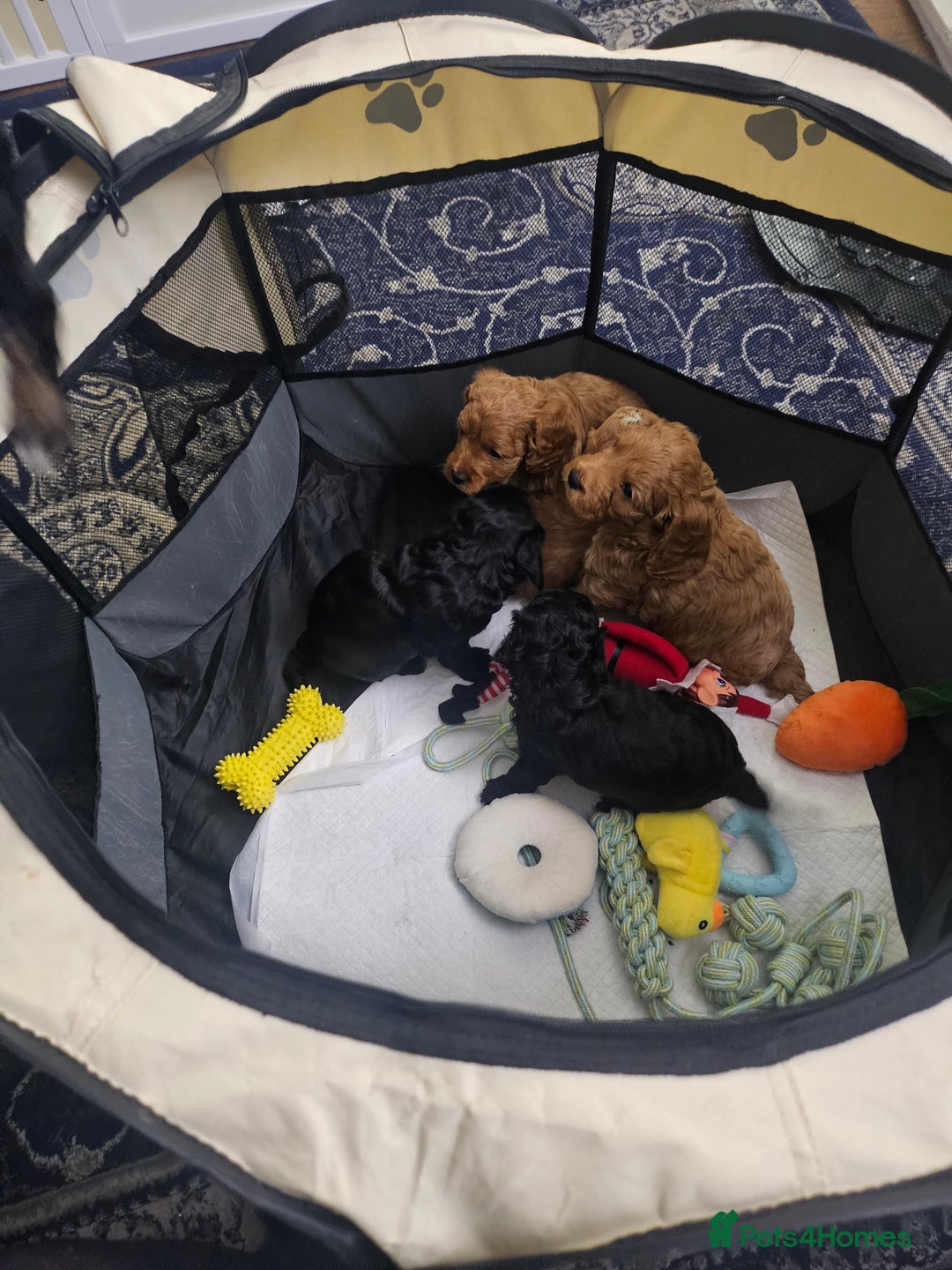 Cavapoo dogs for sale: Gorgeous F1b Toy Cavapoo Babies   - Advert 15