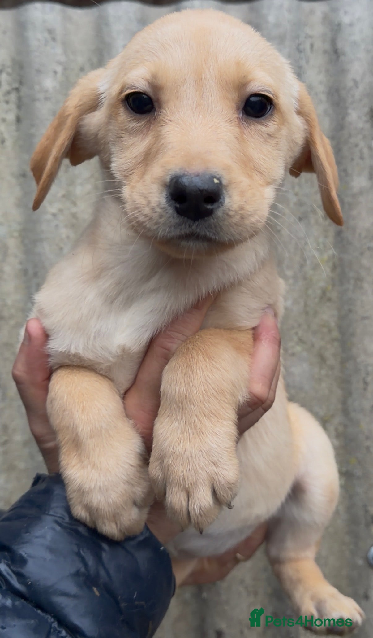 Labrador Retriever dogs Yellow Labrador’s  - Advert 1