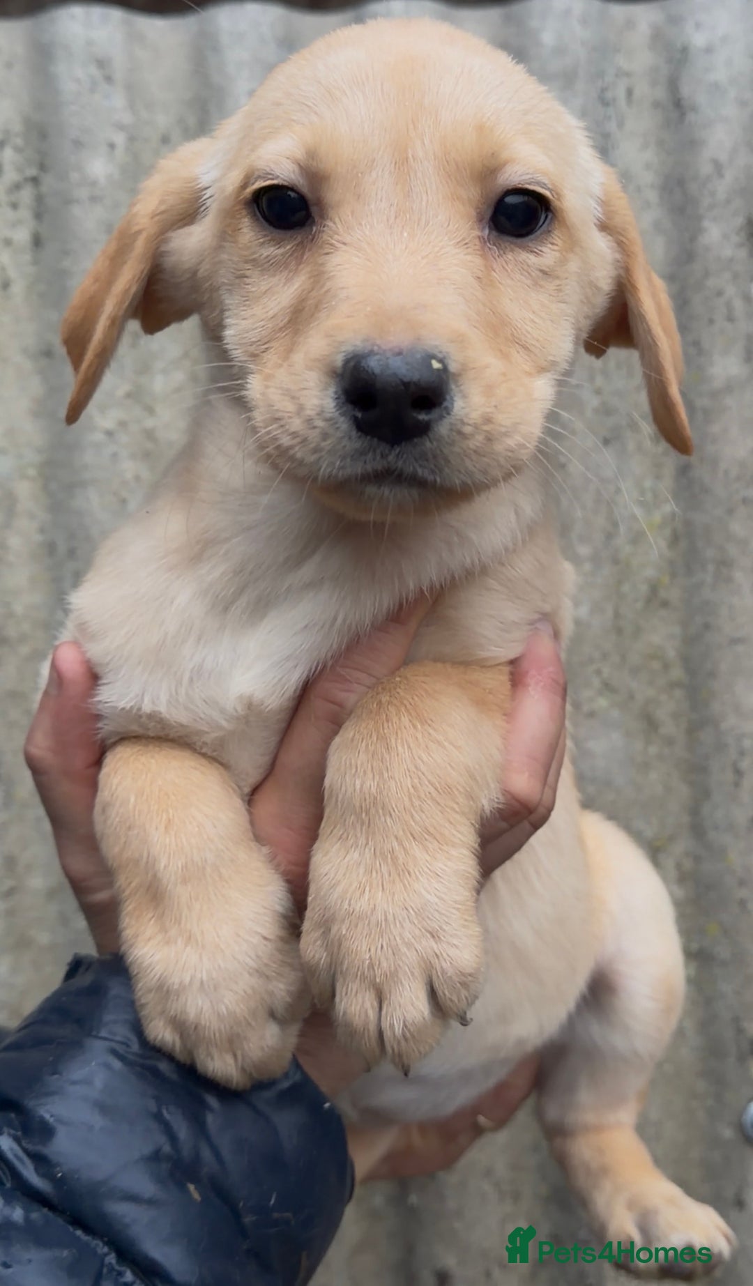 Labrador Retriever dogs for sale: Yellow Labrador’s  - Advert 1