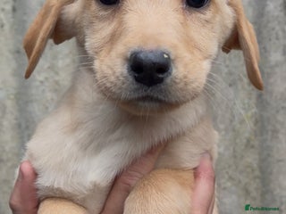 Labrador Retriever dogs Yellow Labrador’s - Advert 1