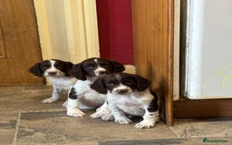 English Springer Spaniel dogs for sale: Stunning DNA Clear KC Springer Spaniel Puppies  - Image 9