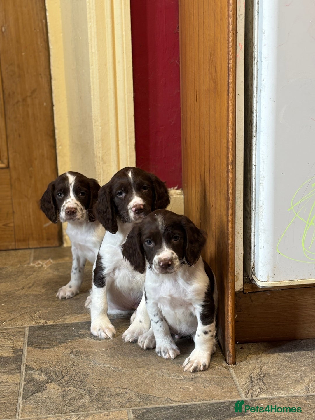English Springer Spaniel dogs for sale: Stunning DNA Clear KC Springer Spaniel Puppies  - Image 9
