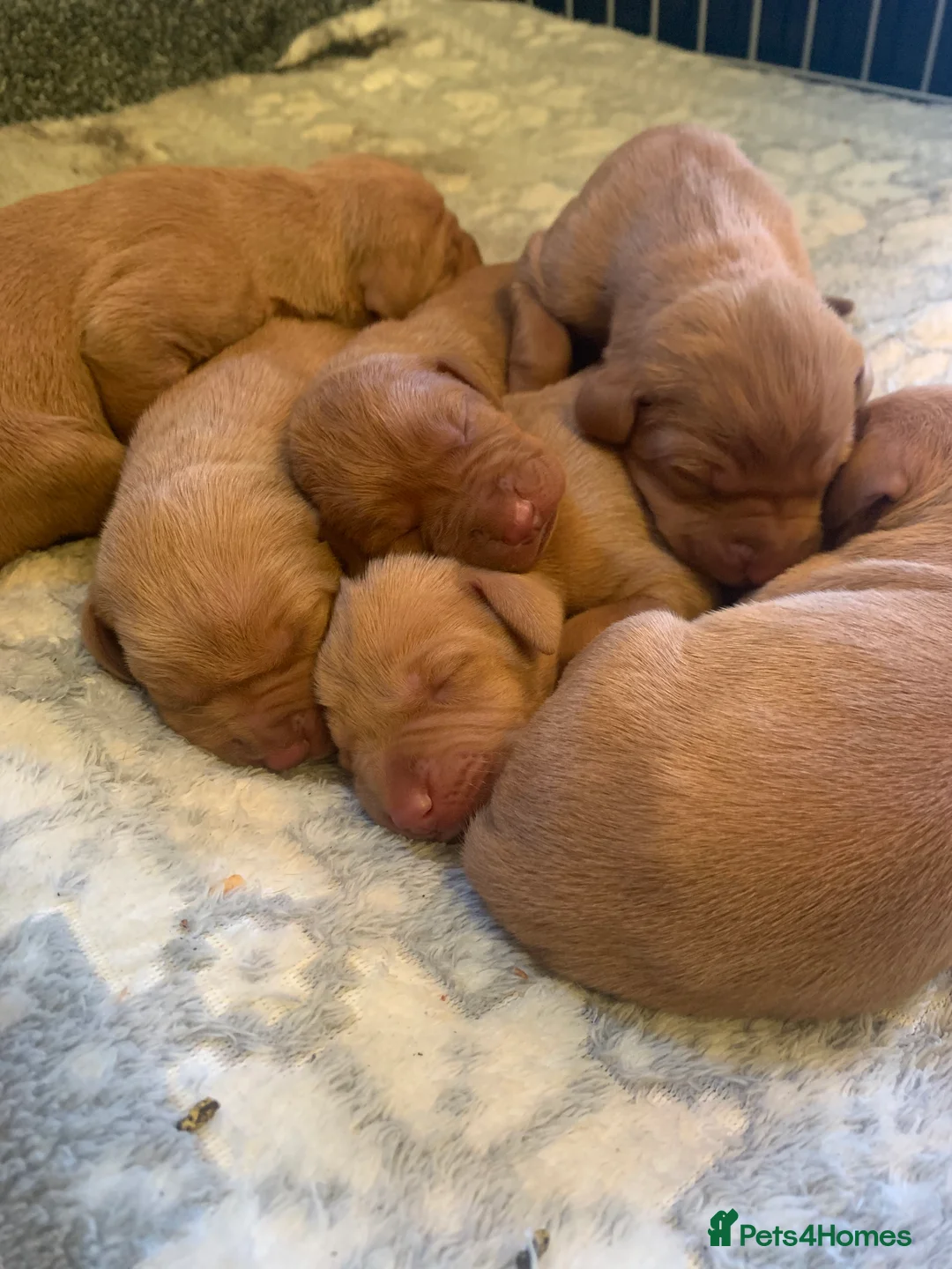 Hungarian Vizsla dogs for sale: Stunning litter of KC Hungarian Vizslas  - Advert 6