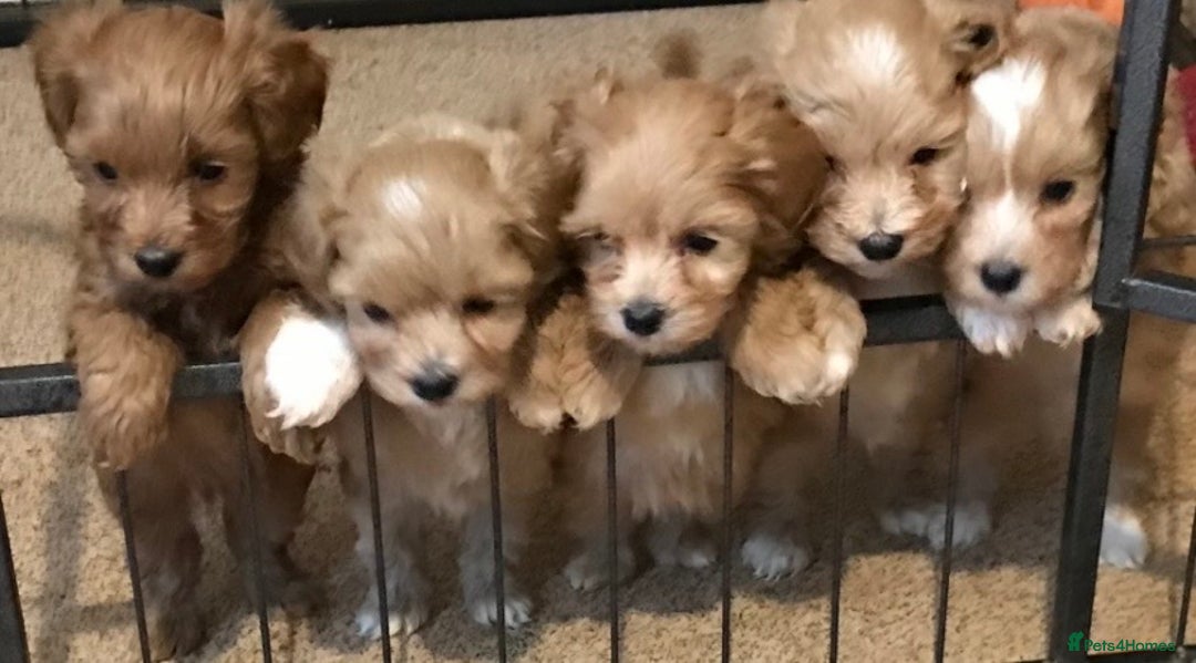 Cavapoo dogs for sale: Top quality DNA clear Inc BVA Eyes/Heart  - Advert 2