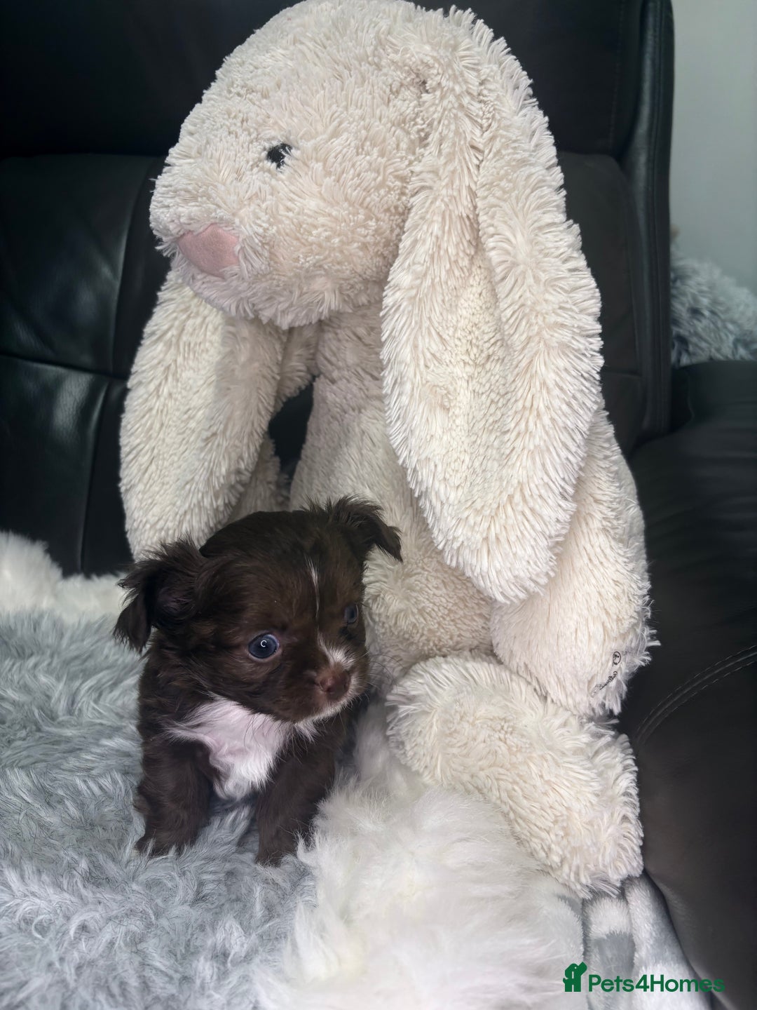 Chihuahua dogs for sale: Stunning tiny Chihuahua puppy’s male female  - Advert 25