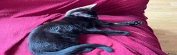 British Shorthair cats for sale: Three Adorable Kittens Looking for Forever Homes  in London - Advert 7