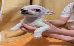 Chihuahua dogs for sale: 2 female chihuahuas  - Image 2