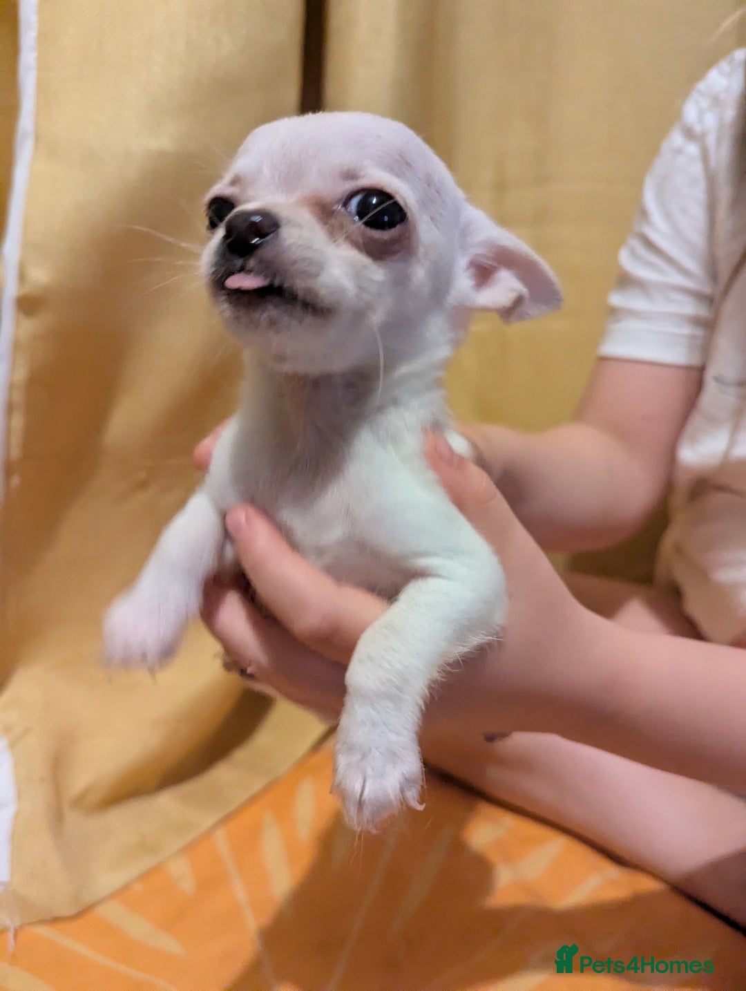 Chihuahua dogs for sale: 2 female chihuahuas  - Image 2