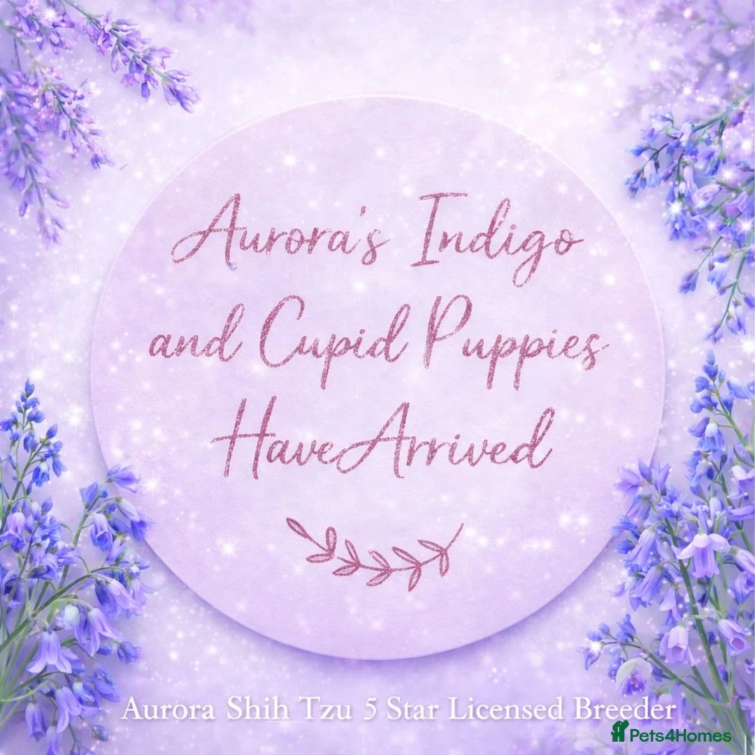 Shih Tzu dogs for sale: Outstanding Kennel Club Registered Dilute Litter - Advert 5