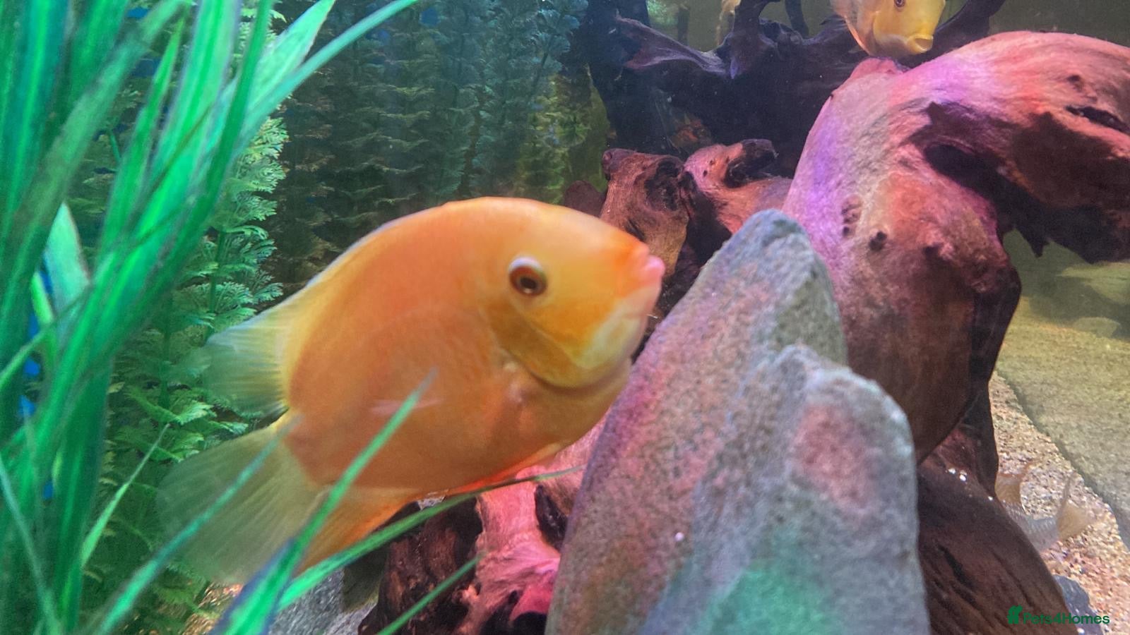 Cichlids fish Gold severum  - Advert 3