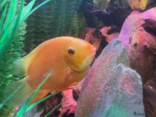 Cichlids fish Gold severum - Advert 3
