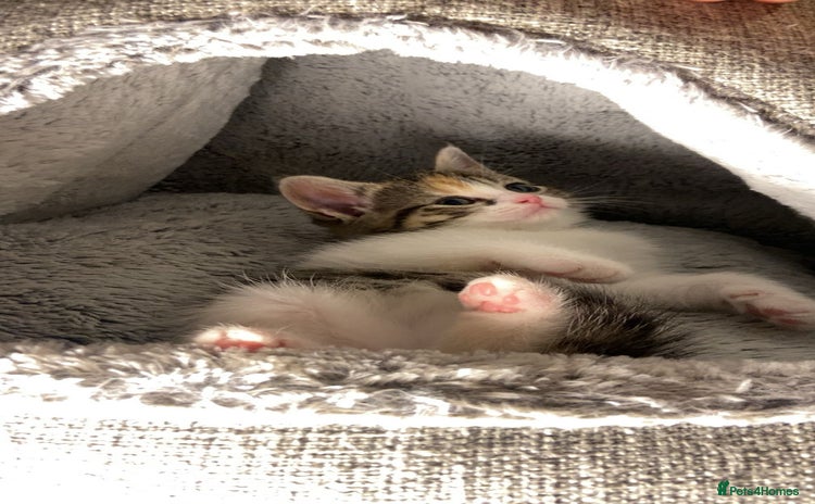 Domestic Shorthair cats Cute calico kitten for sale ready to leave now - Advert 5