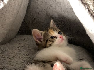 Domestic Shorthair cats Cute calico kitten for sale ready to leave now - Advert 5