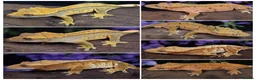 Gecko reptiles for sale: High end crested geckos in Burgess Hill - Advert 1