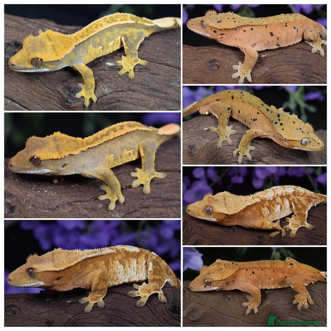 Gecko reptiles for sale: High end crested geckos in Burgess Hill - Advert 1