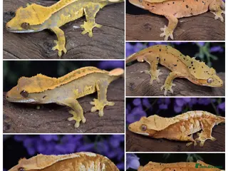 Gecko reptiles High end crested geckos - Advert 1