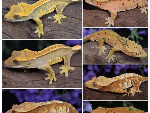 Gecko reptiles for sale: High end crested geckos - Advert 1