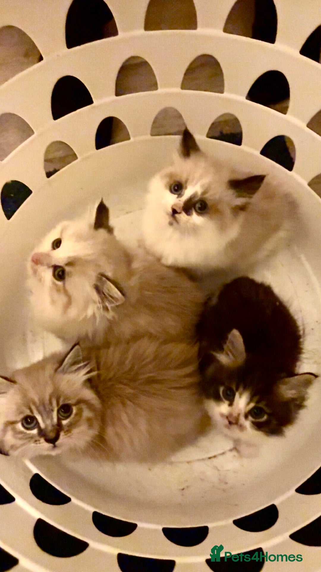 Maine Coon cats for sale: Maine Coon X Kittens - Advert 1