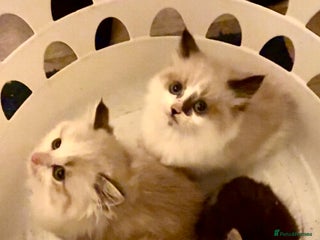 Maine Coon cats Maine Coon X Kittens - Advert 2