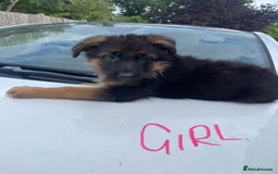 German Shepherd dogs for sale: German Shepherd pups KCRegistered/hip&elbow scored - Image 9