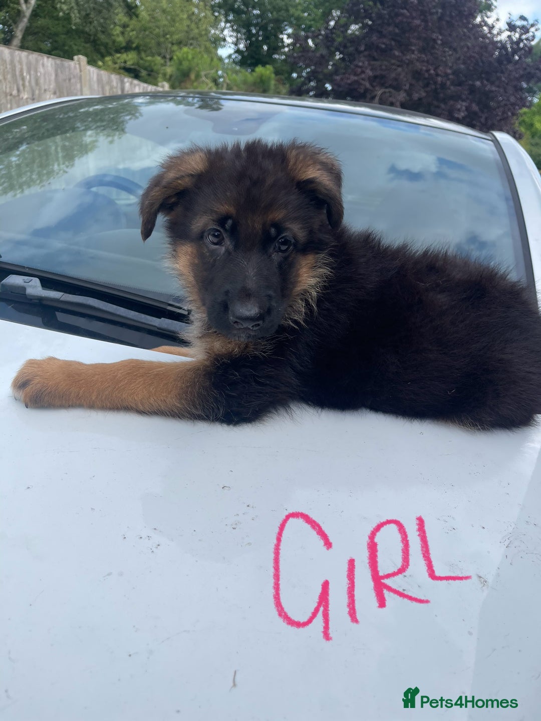 German Shepherd dogs for sale: German Shepherd pups KCRegistered/hip&elbow scored - Image 9