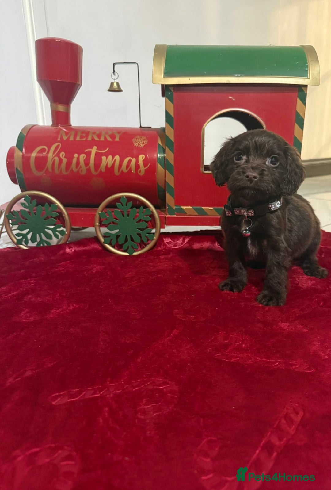 Cocker Spaniel dogs for sale: Working Cocker Spaniel Puppies - Advert 10
