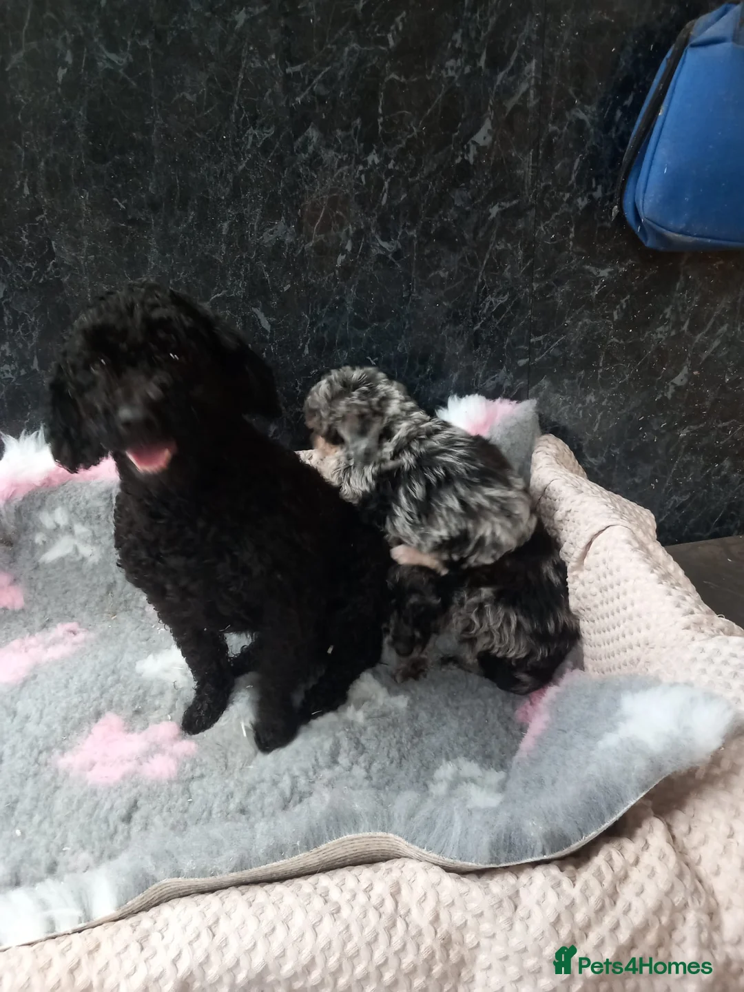 Poodle dogs for sale: Beautiful poodle pups for sale - Advert 1