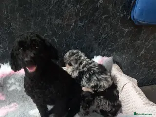 Poodle dogs Beautiful poodle pups for sale - Advert 3