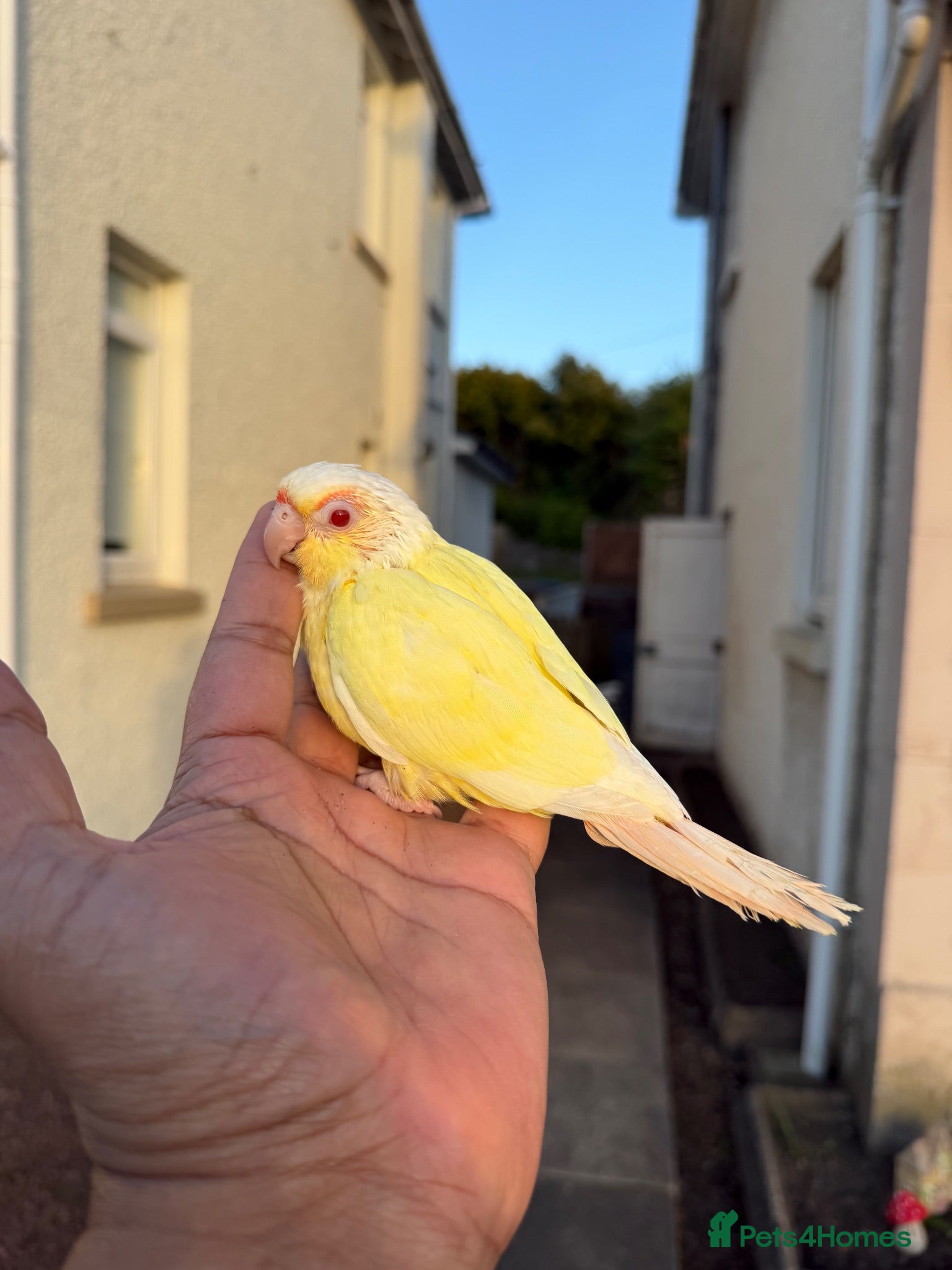 Conures birds Green check conures tamed - Advert 10