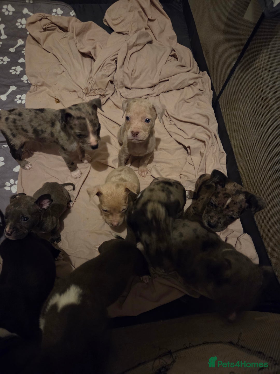 Mixed Breed dogs for sale: Puppies - Image 4