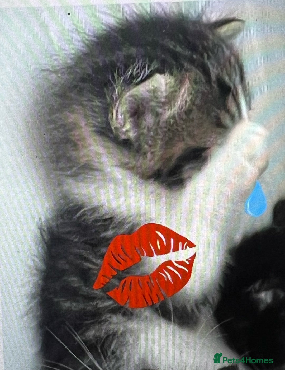 Mixed Breed cats for sale: CLEMMIE’S CUTIES  - Image 13