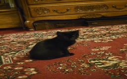 Maine Coon cats for sale: Maine coon  - Image 2