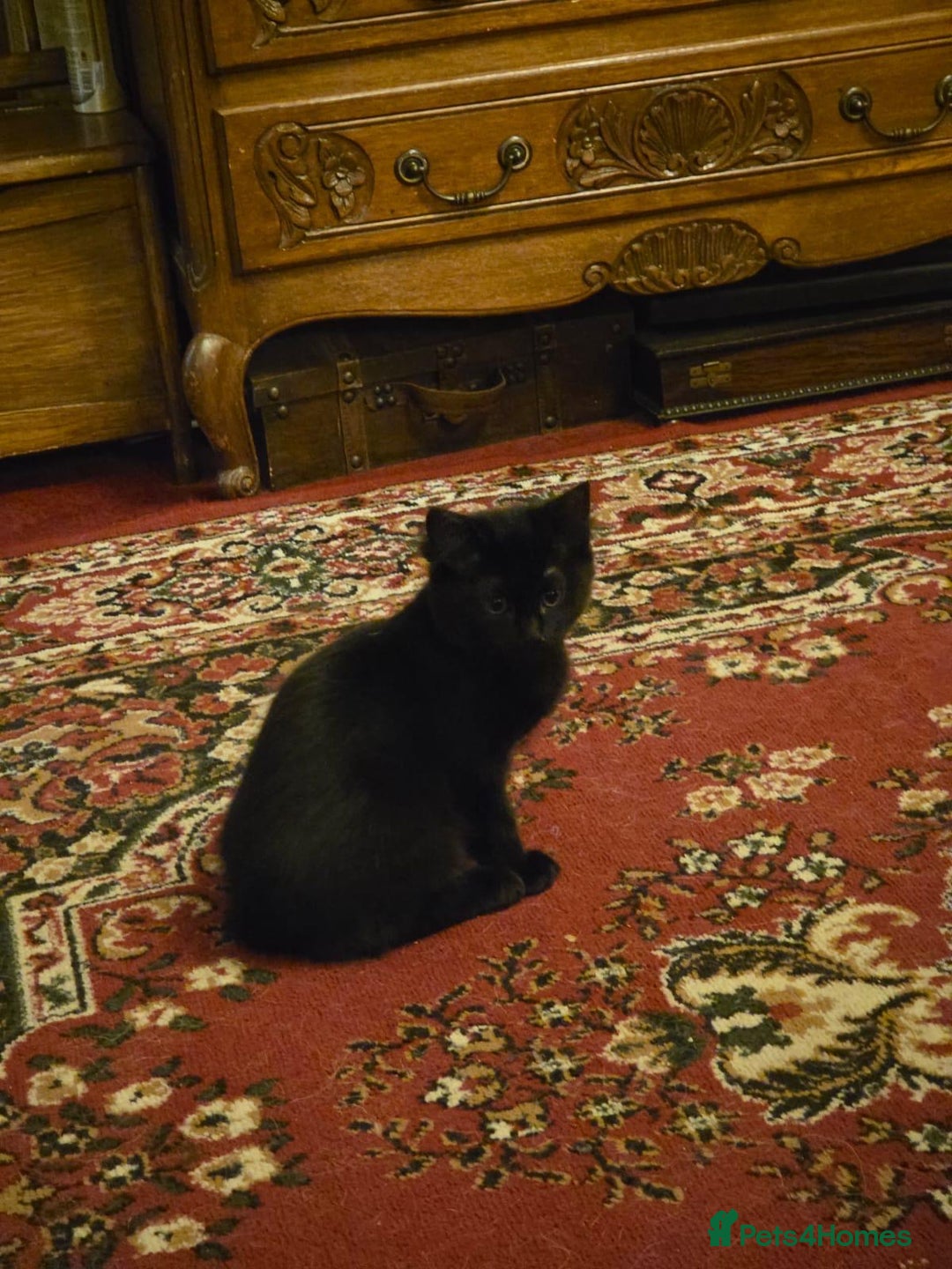 Maine Coon cats for sale: Maine coon  - Image 2