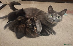 Mixed Breed cats for sale: Kittens for sale! - Advert 1