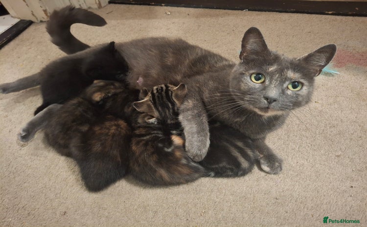 Mixed Breed cats Kittens for sale! - Advert 3