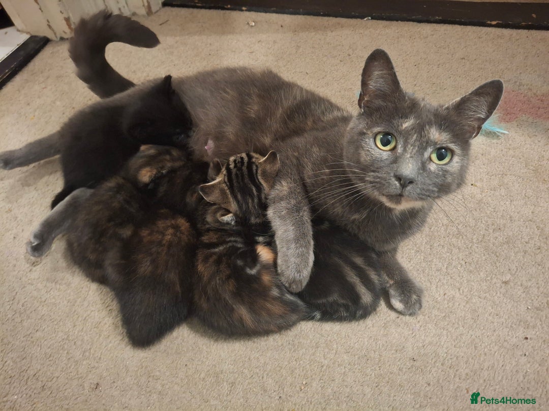 Mixed Breed cats for sale: Kittens for sale! - Advert 1