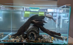 Turtle reptiles for sale: Three turtles with the entire set u+loads of extra - Image 13
