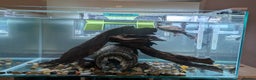 Turtle reptiles for sale: Three turtles with the entire set u+loads of extra - Advert 13