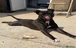 Mixed Breed dogs for sale: Luna  - Image 1