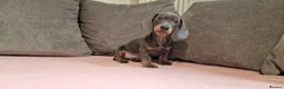 Miniature Dachshund dogs for sale: Ready to Leave  2 male 1 female in Bradford - Advert 17