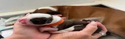 Boxer dogs for sale: Beautiful Boxer Puppies - Advert 13