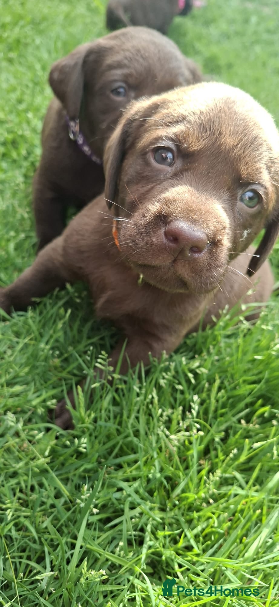 Labrador Retriever dogs Beautiful Chocolate Labrador puppies - Advert 2