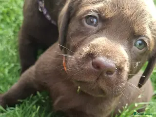 Labrador Retriever dogs Beautiful Chocolate Labrador puppies - Advert 8