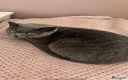 British Shorthair cats for sale: 💜Active GCCF reg BSH blue female 2yrs old💜 - Image 2