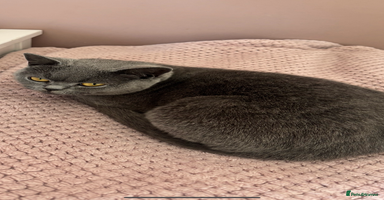 British Shorthair cats - Advert 5