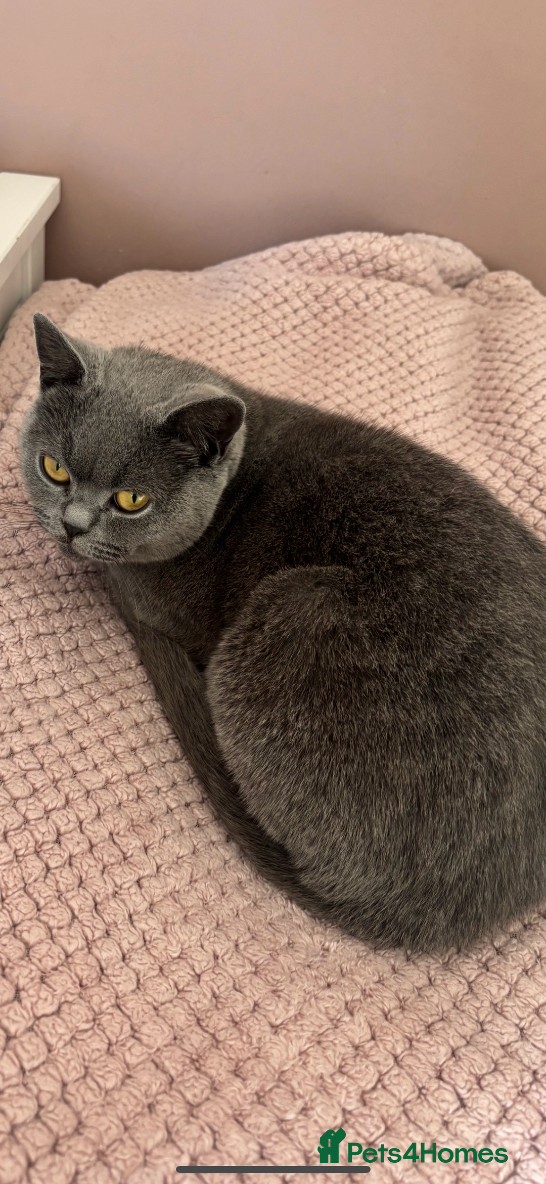 British Shorthair cats for sale: 💜Active GCCF reg BSH blue female 2yrs old💜 - Image 2