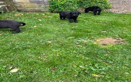 Labrador Retriever dogs for sale: Labrador pups  - Image 5